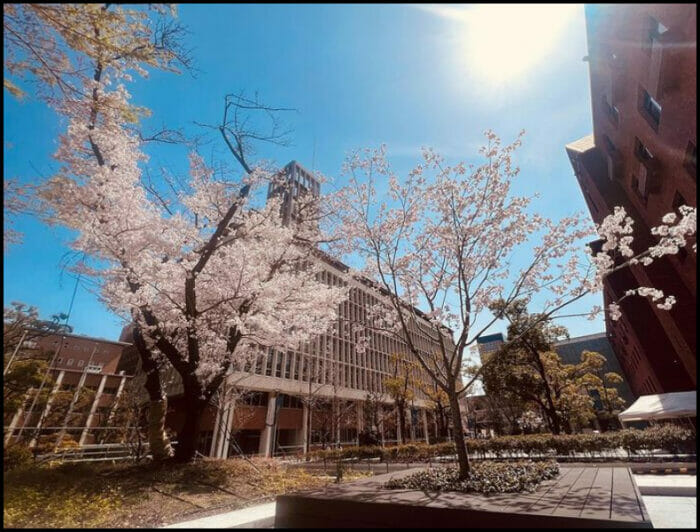 霜降りせいや大学学部