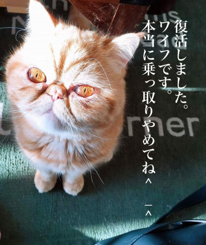 とろサーモン久保田の猫の種類